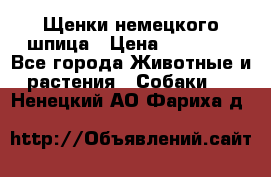 Щенки немецкого шпица › Цена ­ 20 000 - Все города Животные и растения » Собаки   . Ненецкий АО,Фариха д.